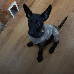 Belgian Malinois Puppies from Battle Road K9