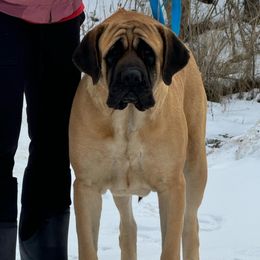 Fenris - Mastiff