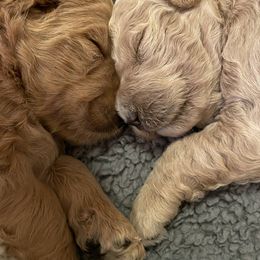 Bernedoodle and Goldendoodle Puppies from Draper Doodles