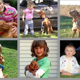 Daisy - Vizsla