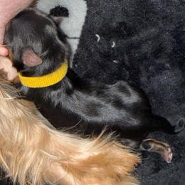 Yellow - Black and tan female Yorkshire Terrier puppy in North Las Vegas, Nevada from KD's Yorkshire Terriers