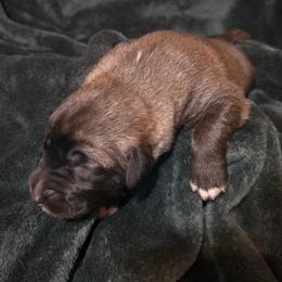 Boy 1 - Fawn male Anatolian Shepherd Dog puppy in Atl, Georgia from Florida Anatolian Shepherds