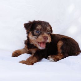 Boy 1 - Chocolate and tan Yorkshire Terrier puppy in Waianae, Hawaii from Makanalani Yorkies and Iggys