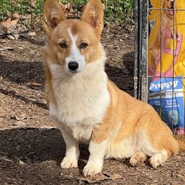 Cardigan Welsh Corgi puppies from L&B Lowriders