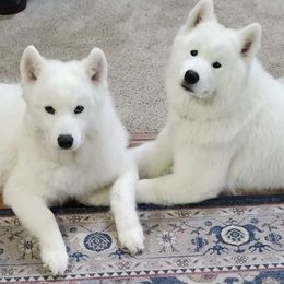 Samoyeds from WALA Samoyed