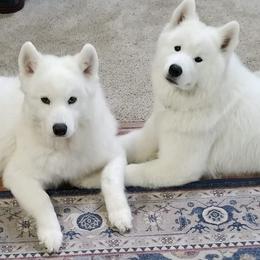Samoyeds from WALA Samoyed