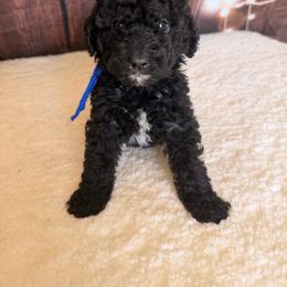 Thunder - Black male Goldendoodle puppy in Luana, Iowa from Country View Bernedoodles and Goldendoodles