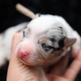 Harvest-White collar male - Blue merle and white male American Corgi puppy in Benjamin, Utah from Nuna’s  Corgis
