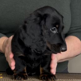 Teddy - Black and tan male Dachshund puppy in Milford, Michigan from Proud Lake Dachshunds