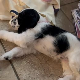 Cocker Spaniel Puppies from Home Grown Cocker Spaniels