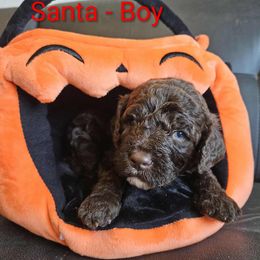 Santa - Chocolate male Labradoodle puppy in Phelan, California from Family Doodles