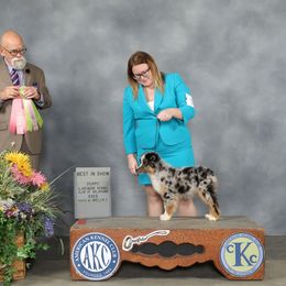 Pixel - Miniature American Shepherd