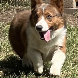 Jake - Pembroke Welsh Corgi