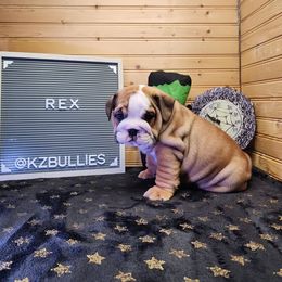 Rex - Red and white male Bulldog puppy in Hillsdale County, Michigan from KZ Bullies LLC