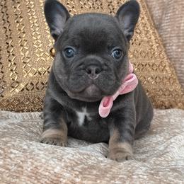 Raven - Tricolors female French Bulldog puppy in Hemet, California from Bowman Pups