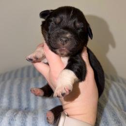 Evangeline - Black tri-color female Australian Shepherd puppy in Anniston, Alabama from All Hale Aussies