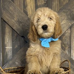 Mr. Blue - Cream male Goldendoodle puppy in Blue Springs, Missouri from Farmstead 51