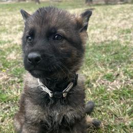 Erik - male German Shepherd puppy in Dewy, Oklahoma from Great North Kennels