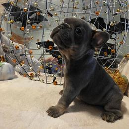 Autumn - Blue fawn female French Bulldog puppy in Columbia Falls, Montana from Glacier French Bulldogs of Montana