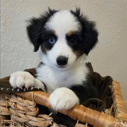 Remi - Black tri female Miniature American Shepherd puppy in Bristol, Tennessee from Riverstone Aussies