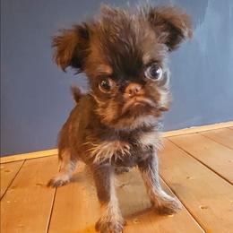 Choc tan girl - Brown female Brussels Griffon puppy in Huntsville, Alabama from Tammy's Brussels