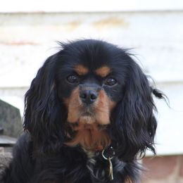Paddington - Cavalier King Charles Spaniel