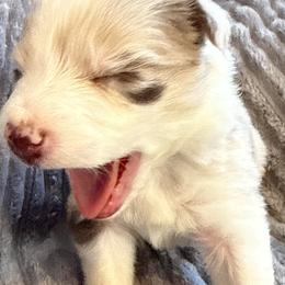 Orion - Red merle female Border Collie puppy in Mckinney, Texas from Border Collies of Ruidoso