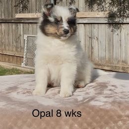 Opal - White blue merle and tan female Shetland Sheepdog puppy in Abilene, Texas from Double Dare Shelties