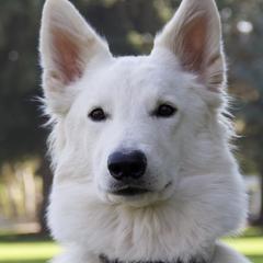 Ori - Berger Blanc Suisse