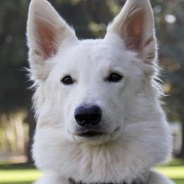 Ori - Berger Blanc Suisse