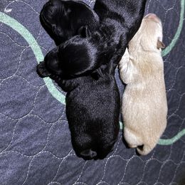 Girl 3 - Black female Scottish Terrier puppy in Puyallup, Washington from Rainier Scotties