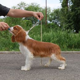 Cavalier King Charles Spaniel Puppies from Constantin Pups