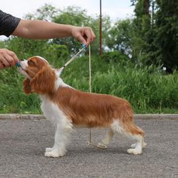 Cavalier King Charles Spaniel Puppies from Constantin Pups