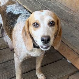 HONEY - Beagle