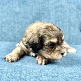 Ivy - Chocolate female Cavapoo puppy in Lancaster, Missouri from Cavapoo Acres