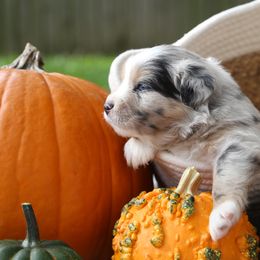 Miniature Australian Shepherd Puppies from Firefly River Mini Aussies