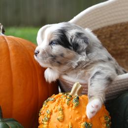 Miniature Australian Shepherd Puppies from Firefly River Mini Aussies