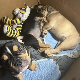 Bulldog Puppies from BH Bulldogs