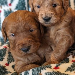 Goldendoodle and Poodle Puppies from RamblerGoldens