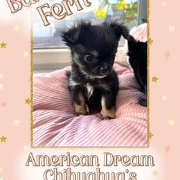 Fern - Black and white female Chihuahua puppy in North Dakota from American Dream Chihuahua’s
