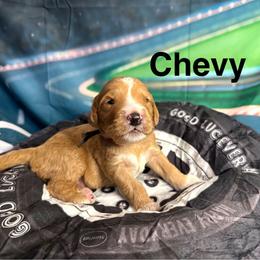 Chevy - Apricot male Goldendoodle puppy in Chelan, Washington from North Cascades Doodles