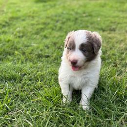 Porky - Lilac male Border Collie puppy in Erwin, North Carolina from Herd That Farms