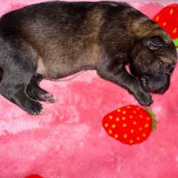 Sable Boy - Black Collar - Black male German Shepherd puppy in St. Cloud, Florida from Pray Love Shepherd Kennels