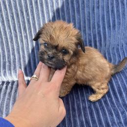 Clove - Red male Shih Tzu puppy in East Haven, Connecticut from Adam & Eve Pups CT