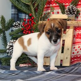 BabyRuth - White and tan female Russell Terrier puppy in Lancaster, Pennsylvania from Sunny Lane JRTs