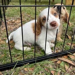 Chihuahua and Dachshund Puppies from Little Pawz, LLC
