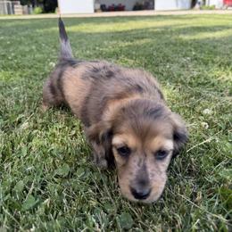 Fred - Dapple male Dachshund puppy in Granite Falls, Minnesota from Steadfast station, mini dachshunds