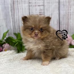 Arlo - Chocolate merle male Pomeranian puppy in Nashville, Arkansas from Cuddles n Curls