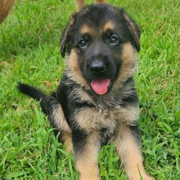Green - Black and red male German Shepherd puppy in Coatesville, Pennsylvania from Jessica's German Shepherds