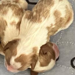 Becky - Blenheim female Cavalier King Charles Spaniel puppy in Toledo, Ohio from Hopewell Cavaliers